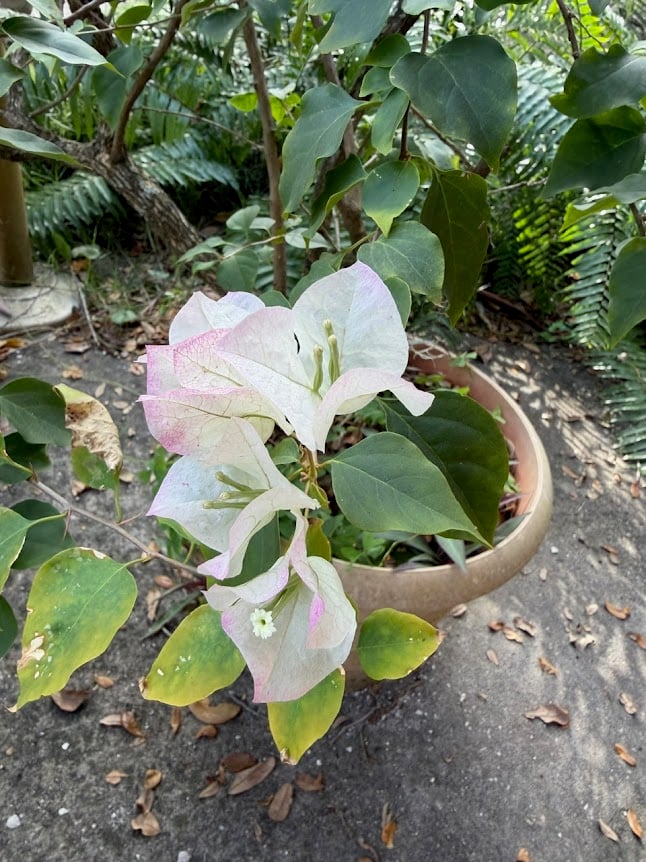 flowers in a pot