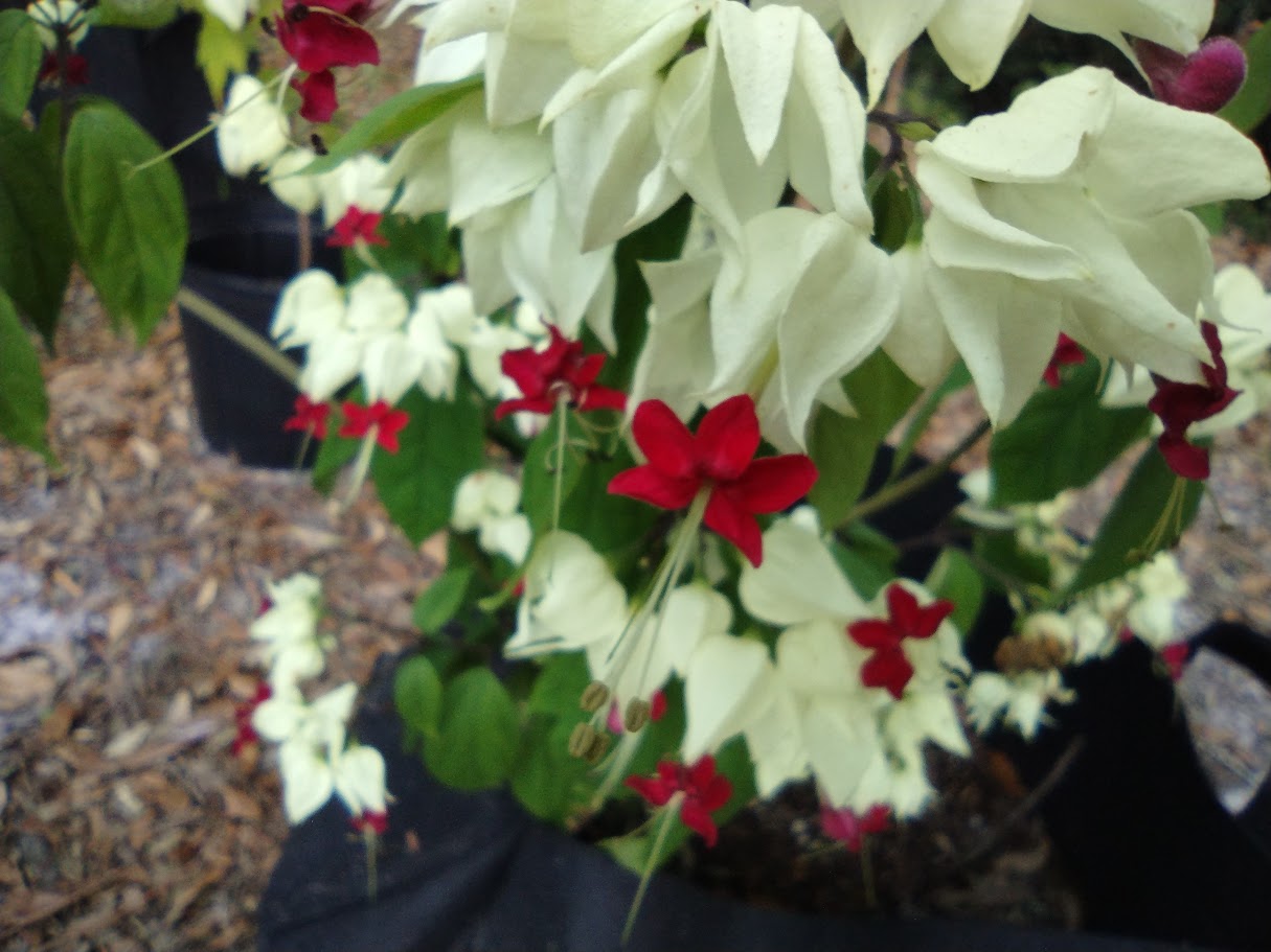 bleeding heart flower