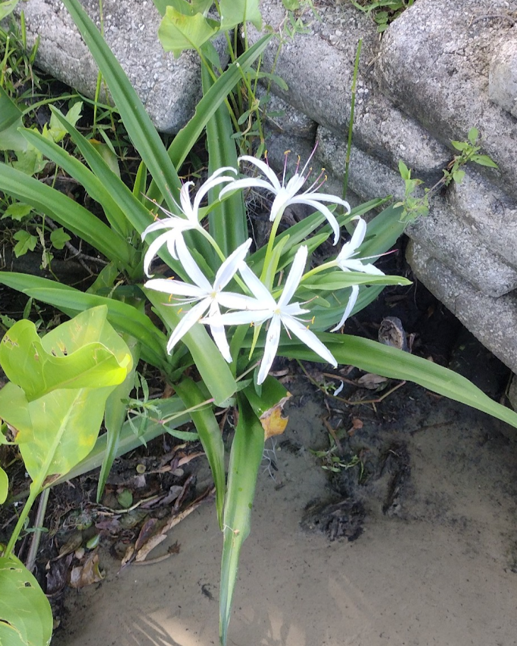 Serenity Concierge LLC RN Led Care